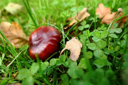 Leaf leaves fall color photo