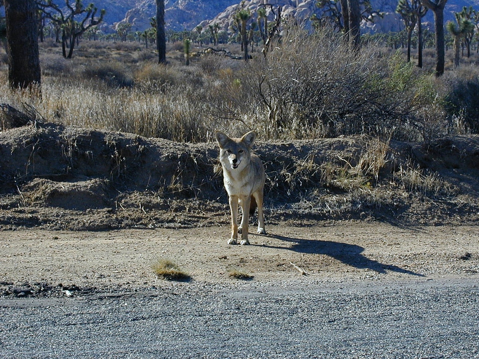 Prairie wolf steppenwolf wild dog