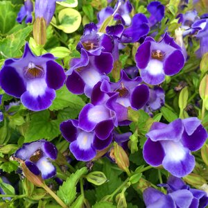 Purple flowers nature floral