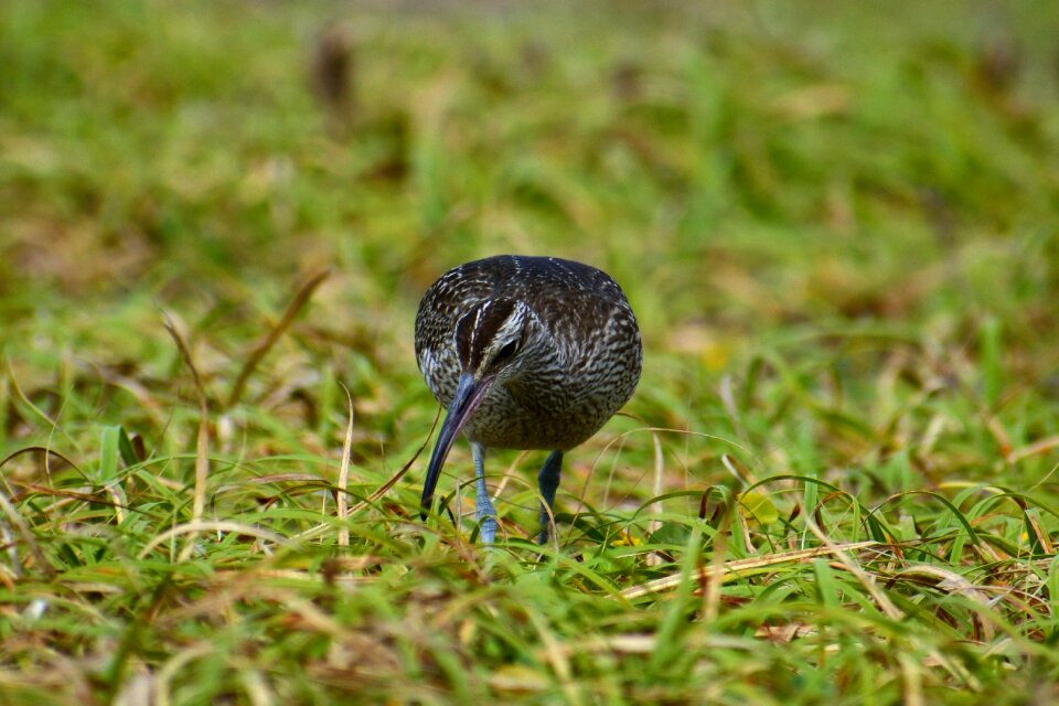 Grass green wild birds