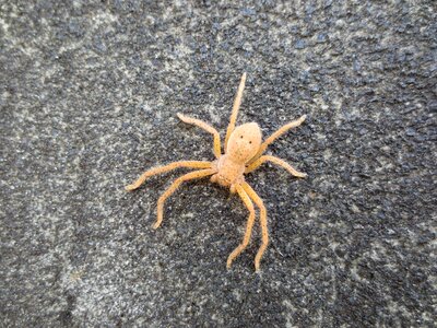 Arachnid australian orange