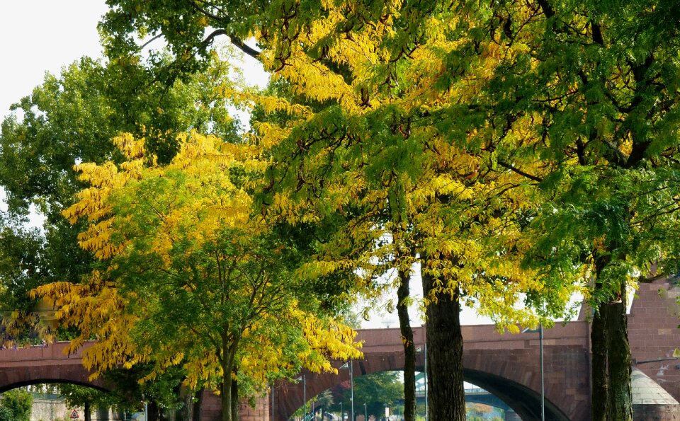 Leaves fall color emerge