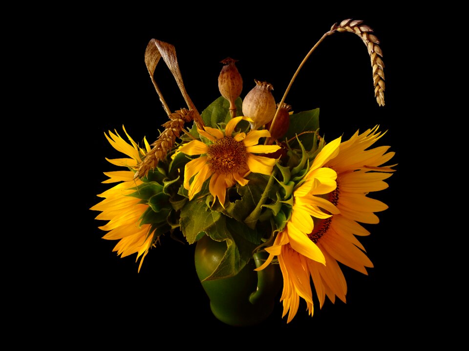 Flower of sunflower flowers nature