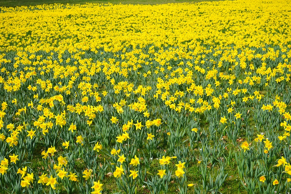 Blütenmeer narcissus pseudonarcissus daffodil photo