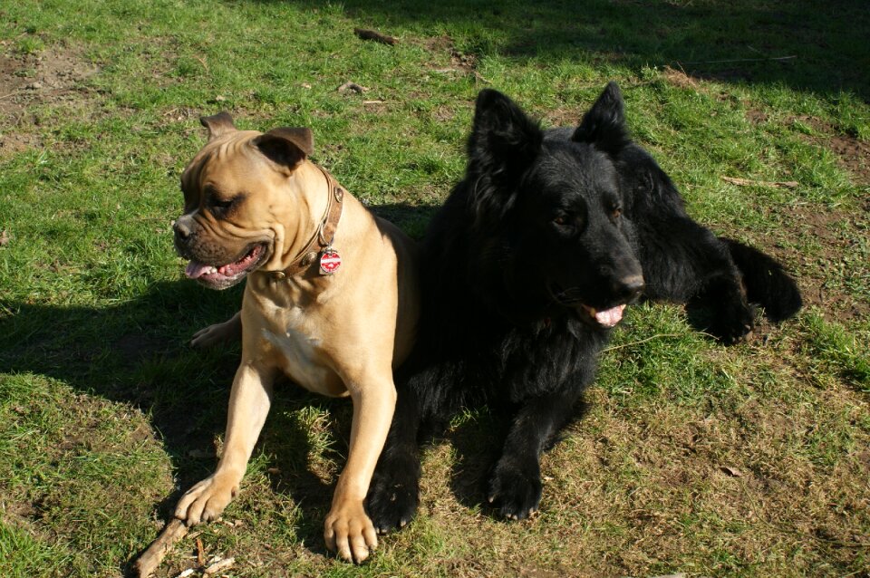 Dog bulldog old german shepherd dog
