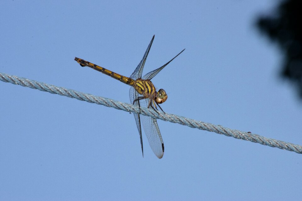 Dragonfly blue dragon
