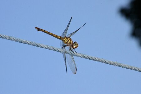 Dragonfly blue dragon