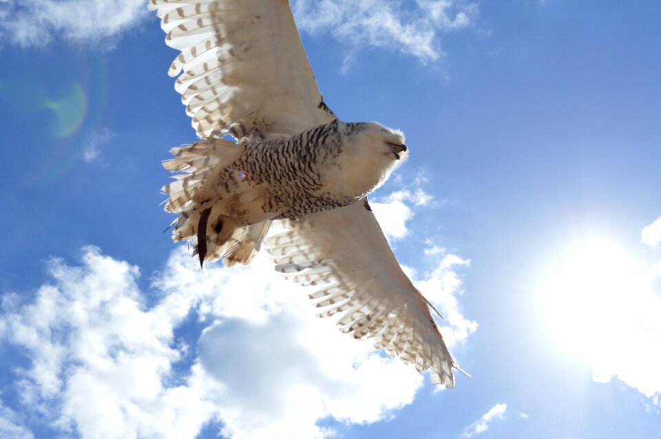 Flight air blue sky