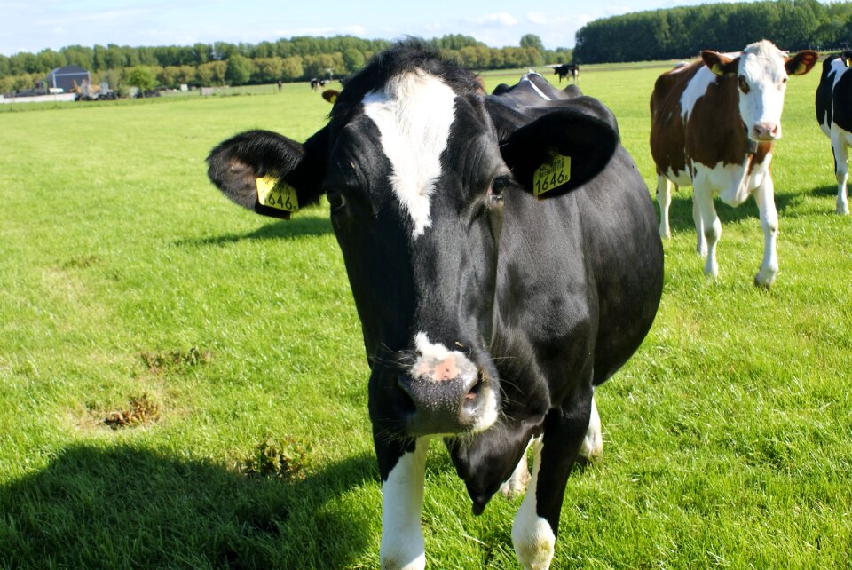 Cows outdoor life countryside