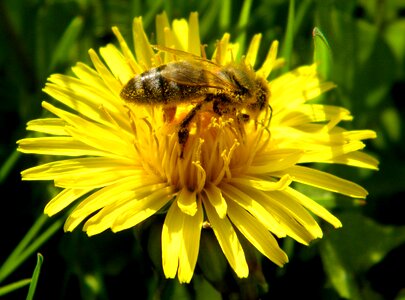Flower honey bee pollen photo