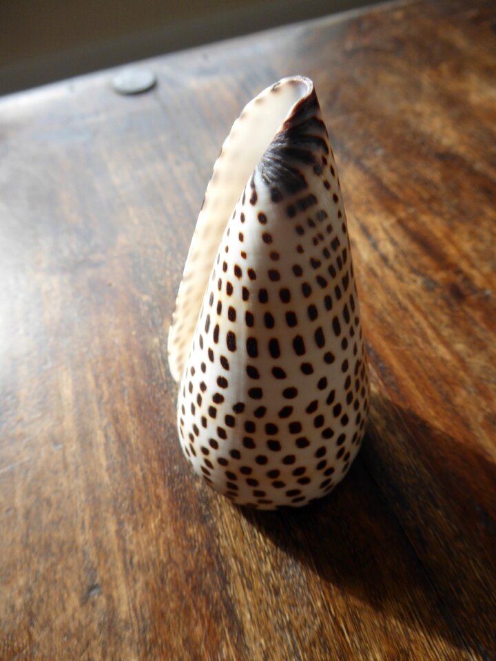 Sea seashell aquatic