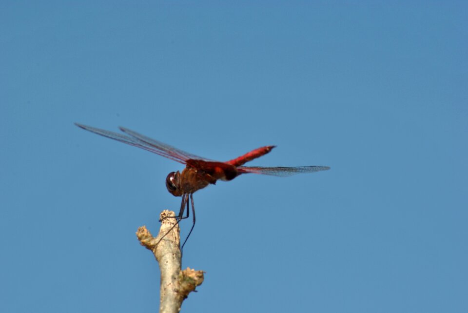 Dragonfly fauna nature