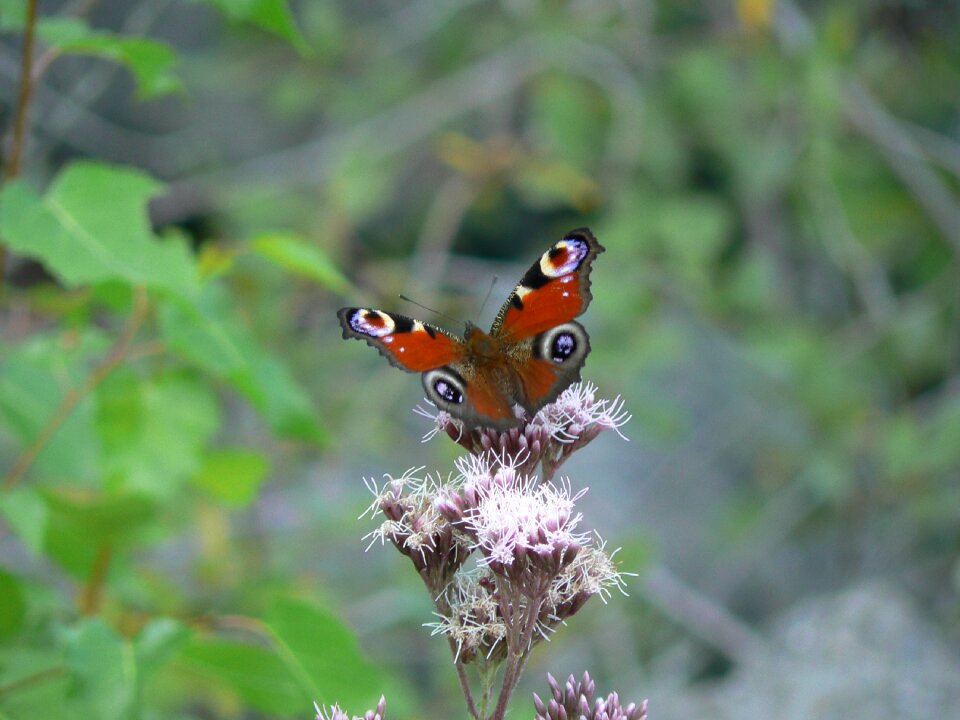 Insect garden macro