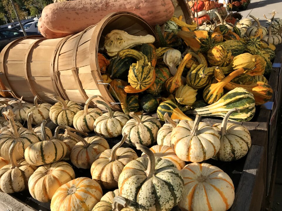 Thanksgiving vegetable pasture