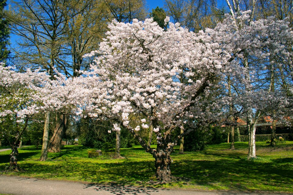 Wood spring park