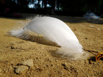 Bird nature wing