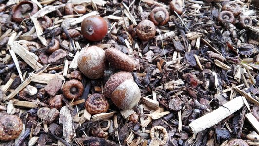 Forest floor autumn brown photo