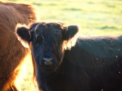 Scottish hochlandrind agriculture cattle