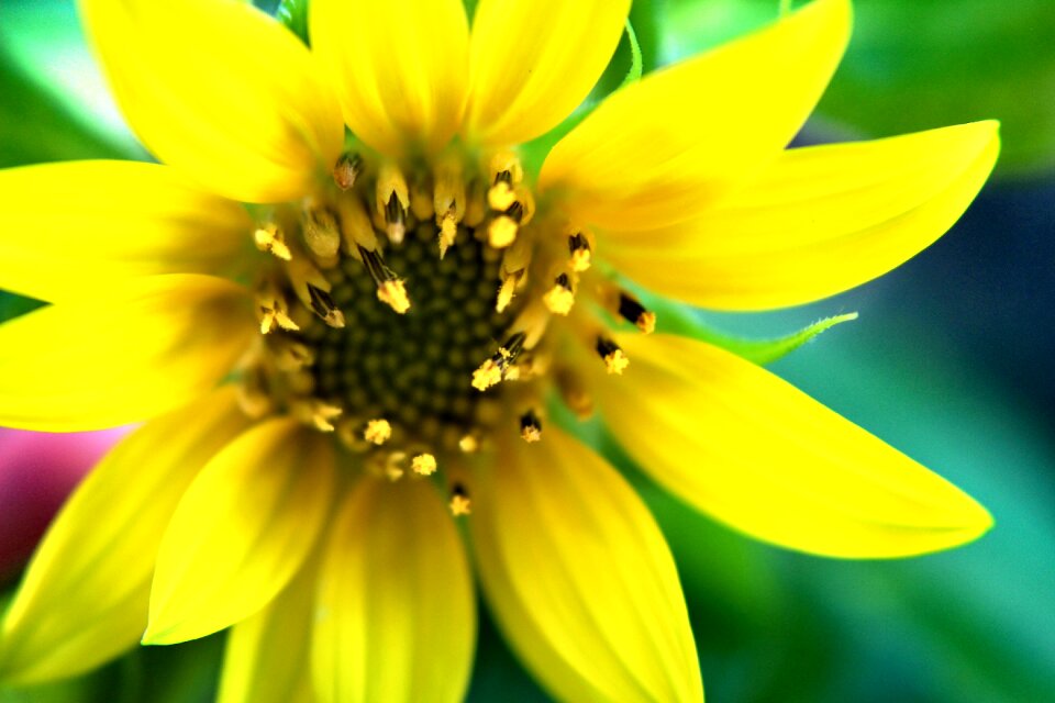 Flower sunflower macro