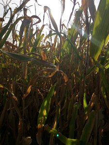 Harvest nature field
