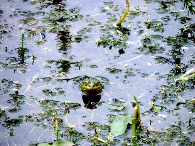 Green water frog garden pond photo