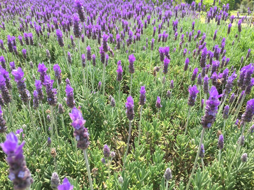 Lavender mexico flowers
