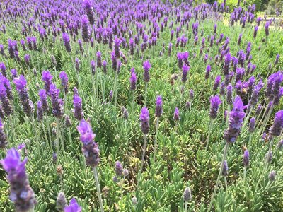 Lavender mexico flowers