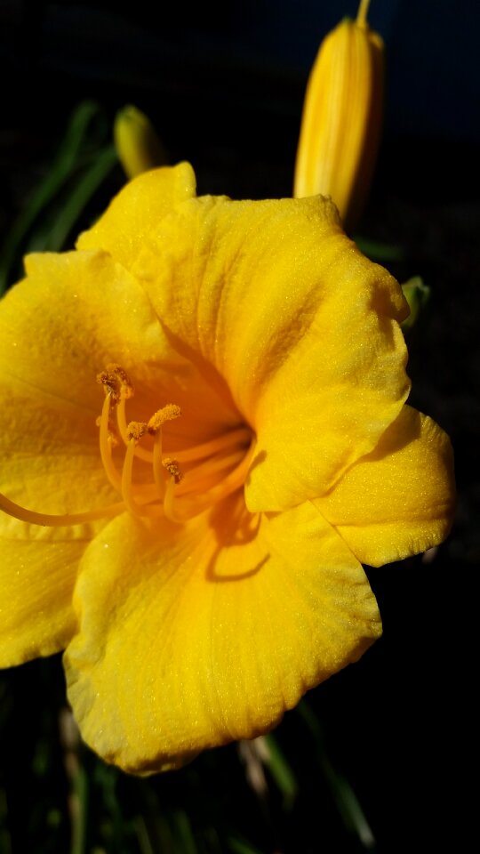 Yellow gardening flower