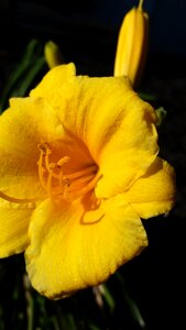 Yellow gardening flower