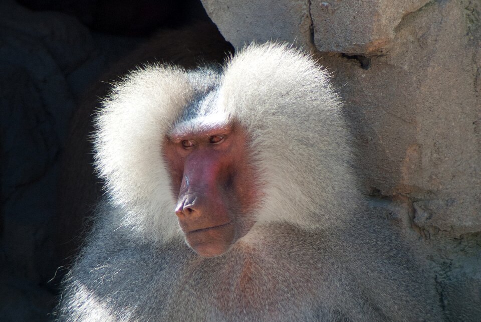 Animals portrait face
