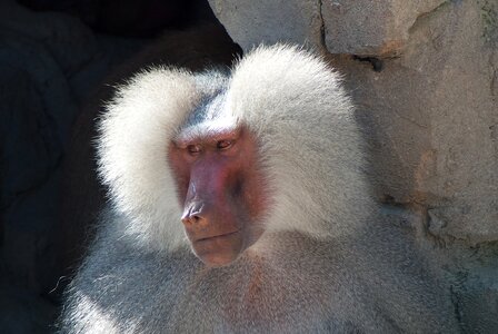 Animals portrait face