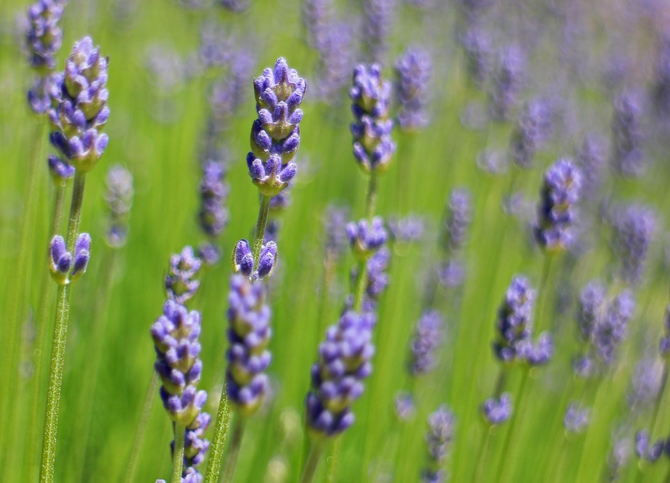 Violet inflorescence crop
