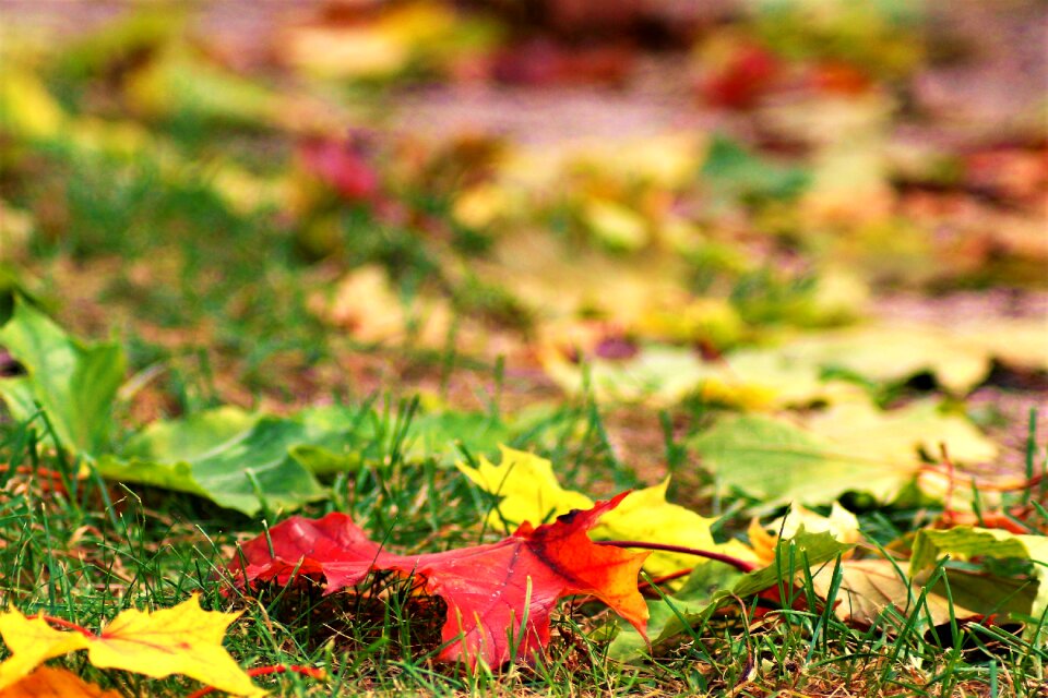 Colorful leaves red leaves