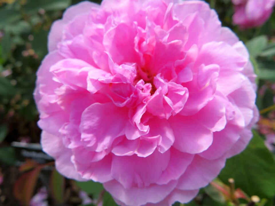 Summer floral nature
