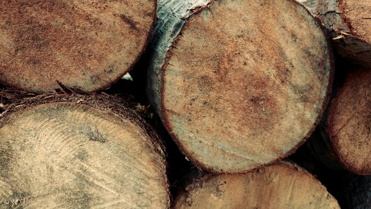 Fell wood lumber