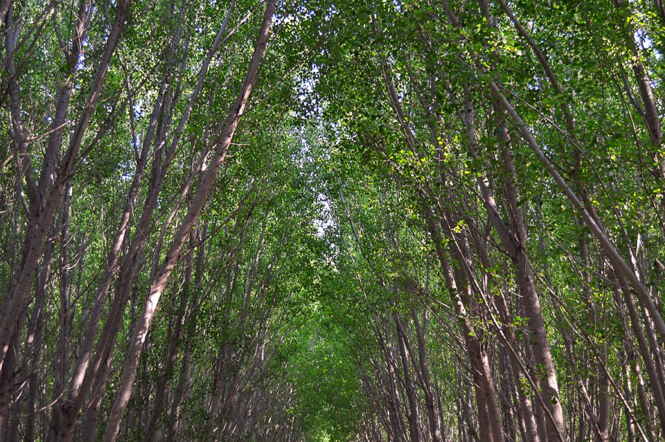 Tree tops trees forest