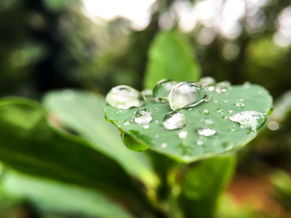 Macro raindrop garden