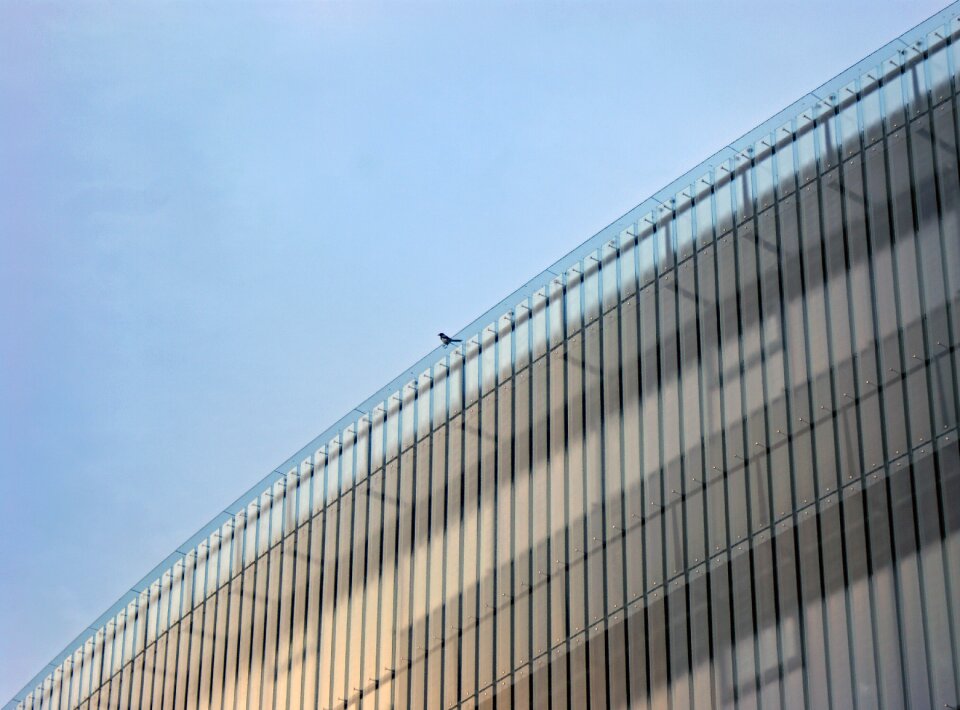 Urban birds animals city
