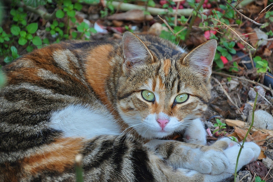 Cat's eyes animals cat nose