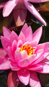 Water plant lily photo
