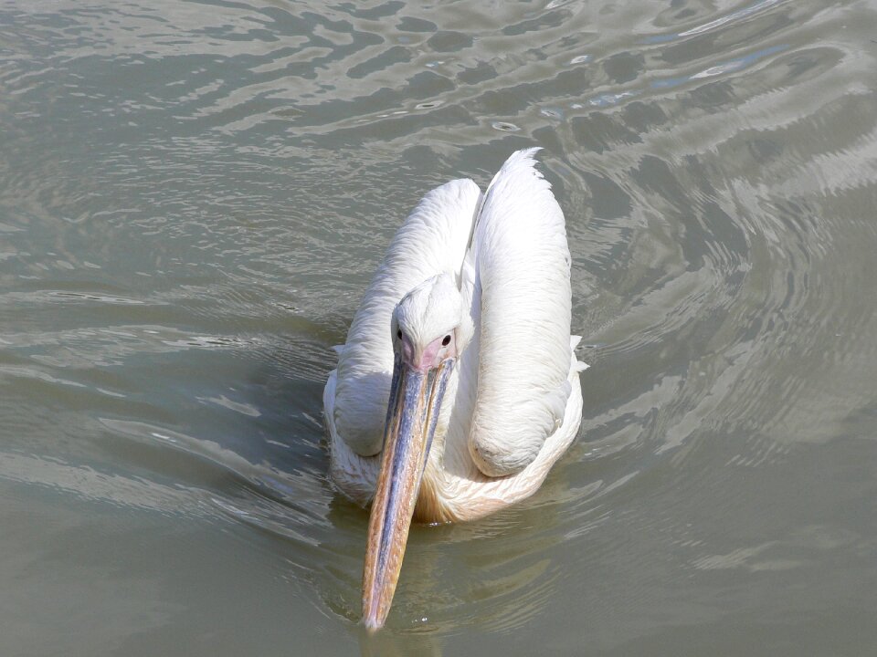 Nature animal long-billed