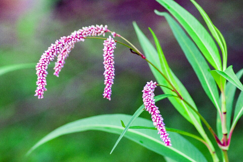 Leaf flower spring