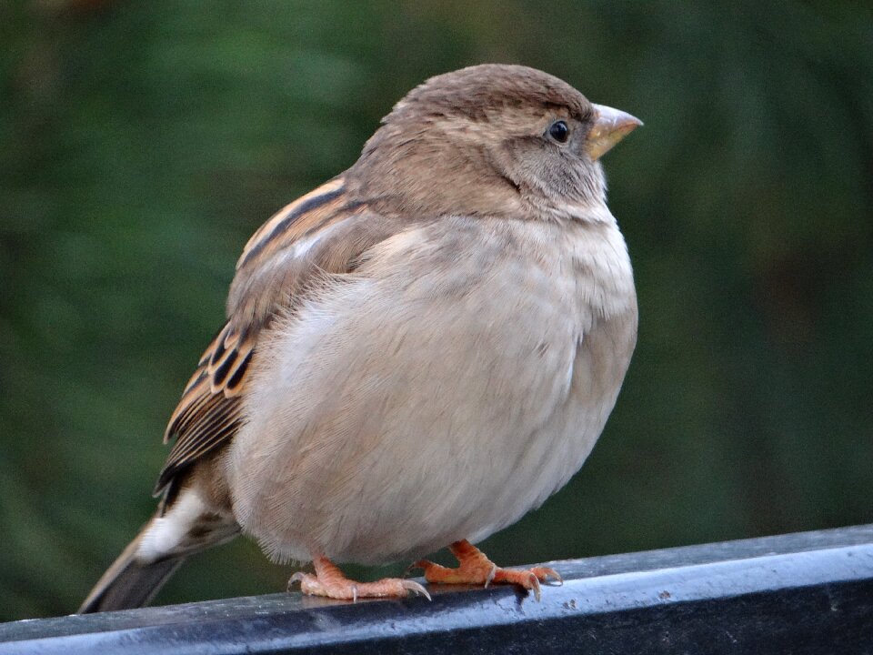 Nature wróblowaty urban bird