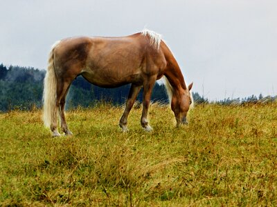 Coupling graze meadow photo