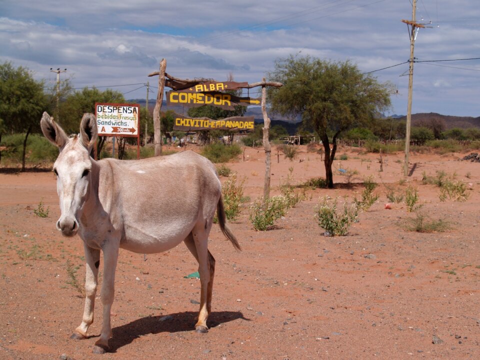 Desert argentine animals