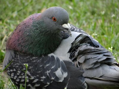 Nature nature dove animals