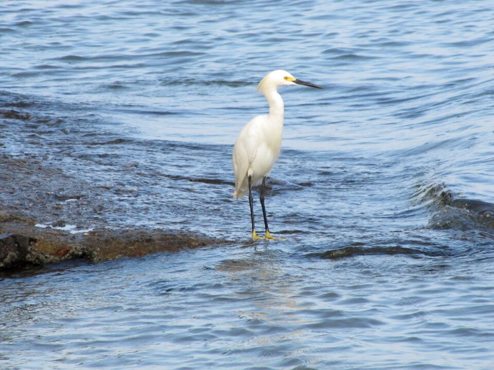Heron bird tropical birds