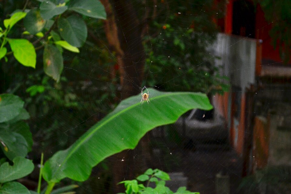 Web insect primerplano