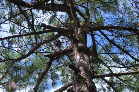 Pine branch