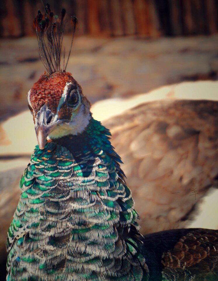 Peacock datong animal